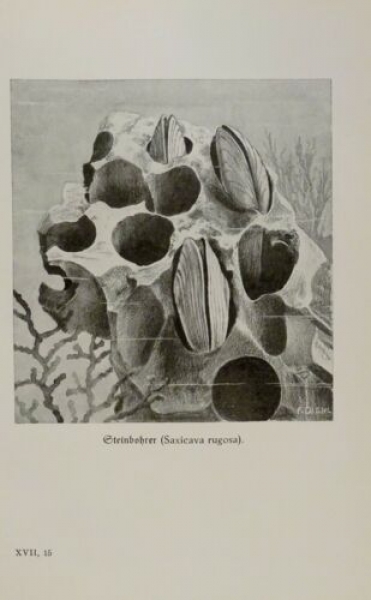 1926 - Steinboher / Sacktiere - alter Druck